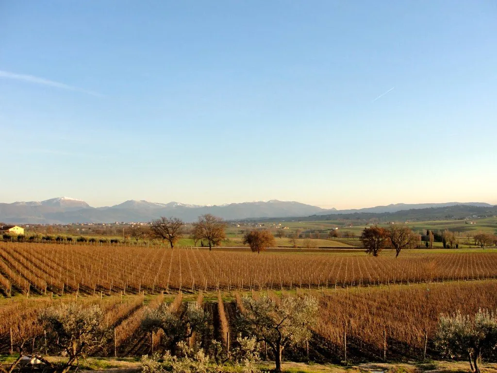 Filari di vite di Sagrantino a riposo invernale e giovani olivi in primo piano, con la valle e i monti innevati sullo sfondo
